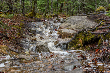 Brook Falls in winter deep forest with rocks moss and trees