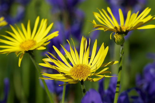 Daisis in garden