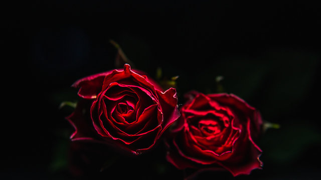 Close up photo of beautiful red roses with a dark background. Valentines Love concept. 