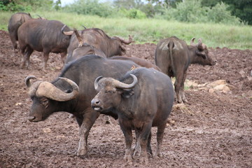 Buffalos walking on the mud and getting cleaned from birds in Aberdare National Park (Kenya)