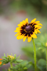 Rudbeckia flower