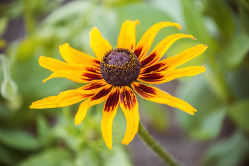One flower of rudbeckia
