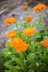 Marigold Flowers