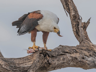 The magnificent eagle is enjoying her recently caught catfish meal. Lake Baringo, Kenya.