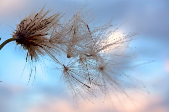 A plant with fluffy seeds against the sky during sunset.