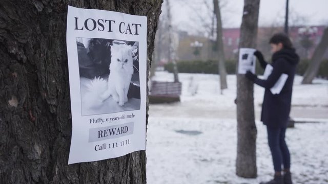 Focus changes from young Caucasian woman hanging missing pet ad on the tree at the background to one announcement at the foreground. Desperate cat owner searching for her animal friend.