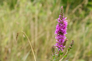 Blüte des Blutweiderichs, Lythrum salicaria