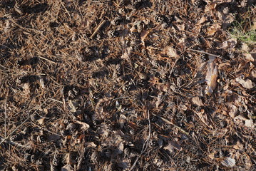 background of forest soil with cones