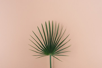 Palm leaf styled on color background. Creative bright minimal, styled concept for bloggers.