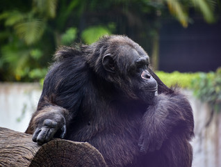 A thinking chimpanzee sitting on a log with blur background. 