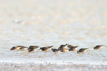 bird in sea