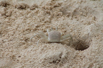 Crabe blanc sur la plage