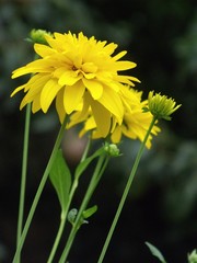 Yellow flower