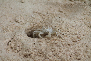Crabe blanc sur la plage
