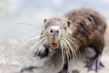 Closeup of nutria or coypu