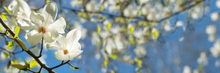 Obraz premium Banner 3:1. White magnolia flower on tree against blue sky. Spring background. Soft focus