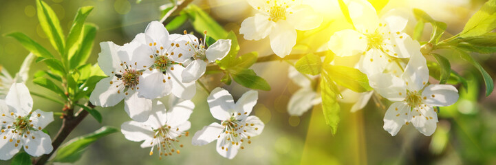 Naklejka na ściany i meble Banner 3:1. Cherry blossom in full bloom with sun lights against blue sky. Spring background. Copy space. Soft focus