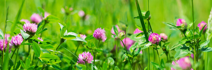 Banner 3:1. Purple clover (trifolium) flowers on meadow. Spring nature background. Soft focus