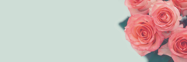 Banner 3:1. Beatiful soft orange roses with water drops. Soft focus. Copy space.  Valentines day or Birthday celebration concept