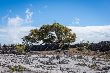 Ancient ruins on Rengganis Peak. Mount Argapura is an inactive volcano complex in East Java, Indonesia. Mount Argapura has the longest climbing track in Java, the distance is around 63km total.