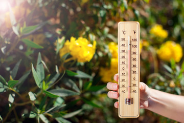Thermometer beside trees with yellow flowers. Weather forecast and summer concept - obrazy, fototapety, plakaty