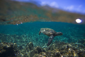 Obraz na płótnie Canvas sea turtle
