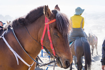A horse on Mount Bromo. Mount Bromo is an active volcano and one of the most visited tourist attractions in East Java, Indonesia.