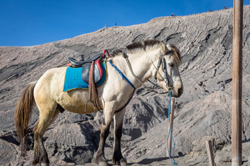 A white horse on Mount Bromo. Mount Bromo is an active volcano and one of the most visited tourist attractions in East Java, Indonesia.