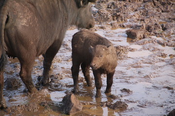 Sweet baby buffalo enjoying mud and water (Aberdare NP, Kenya)
