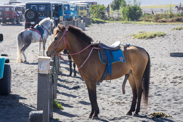 A horse on Mount Bromo. Mount Bromo is an active volcano and one of the most visited tourist attractions in East Java, Indonesia.