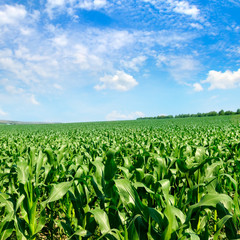 Green corn field and sky. Agricultural landscape.