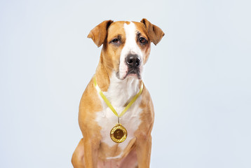 Cute dog wearing a winning prize golden medal. Dog posing with a medal or award. Concept of service animals and dogs as heroes