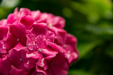 Colorful fresh flowers in dew drops. Close up macro.