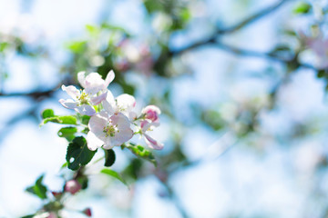 blooming flowers on tree branches close up