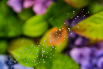 Close up macro of spider web in dew drops. Colorful fresh flowers background. 