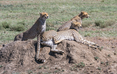 Africa