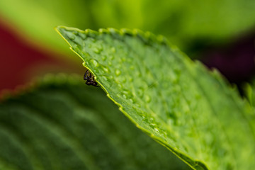 Colorful fresh leaves in dew drops. Close up macro.
