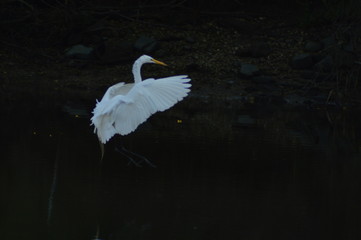 Naklejka premium Egret Landing