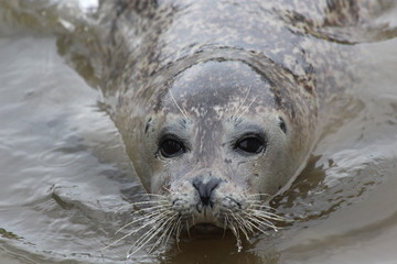 Robbe im Wasser