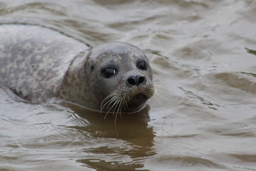 Robbe im Wasser