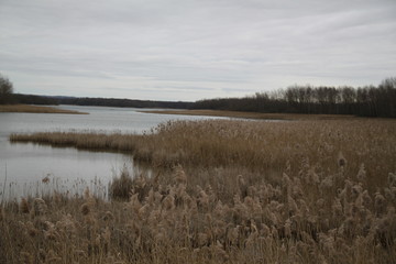 Obraz na płótnie Canvas Peaceful landscape with many birds on a lake