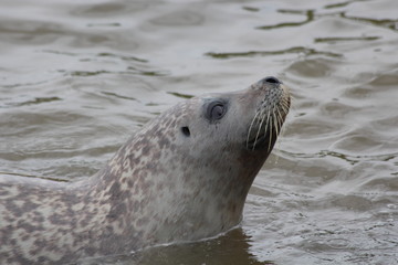 Robbe im Wasser