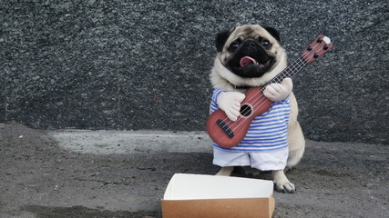 Cute funny pug dog earning with playing music on guitar on the city street, beg money from passersby