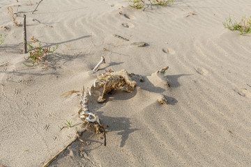 Dried up and covered with dusting sand by sun bleached remains of dead hare, Lepus europaeus, on river dune.