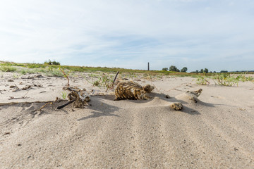 Dried up and covered with dusting sand by sun bleached remains of dead hare, Lepus europaeus, on river dune.