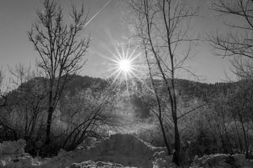 Obraz na płótnie Canvas Gegenlicht mit Sonnenstern und Silhouette von Bäume mit Raureif im Schnee