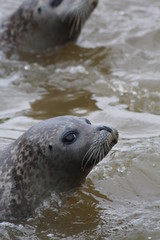 Fototapeta premium Robbe im Wasser