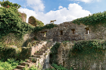 Fototapeta na wymiar Spanjola Fortress Ruins, empty staircase leading to the walls, mountain goat on the wall. Herceg Novi, Kotor Bay, Montenegro.