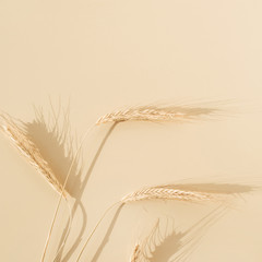 Ears of rye, wheat on pastel beige background. Flat lay, top view minimal organic healthy raw food concept.