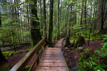 Lynn Canyon Park, North Vancouver, British Columbia, Canada. Beautiful Wooden Path in the Rainforest during a wet and rainy day.